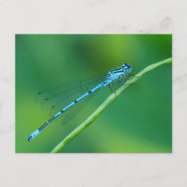 Common Blue Damselflyはがき ポストカード