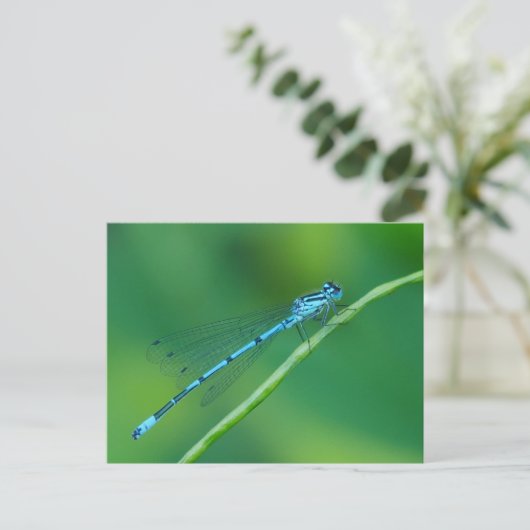Common Blue Damselflyはがき ポストカード (スタンド正面)