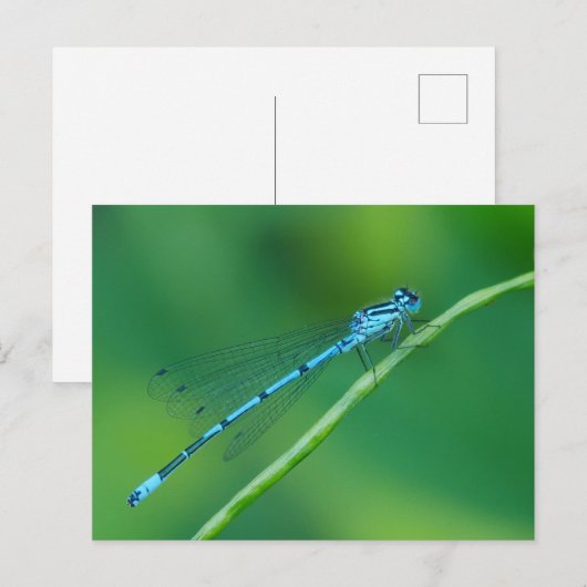 Common Blue Damselflyはがき ポストカード (正面/裏面)