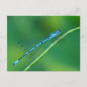 Common Blue Damselflyはがき ポストカード (正面)