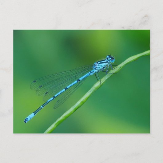 Common Blue Damselflyはがき ポストカード (正面)