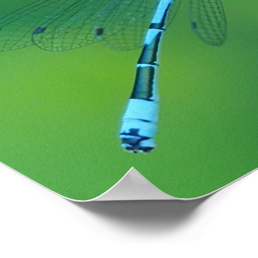 Common Blue Damselflyポスター ポスター (角)