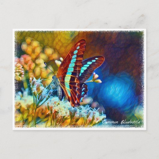 Common Bluebottle ポストカード (正面)
