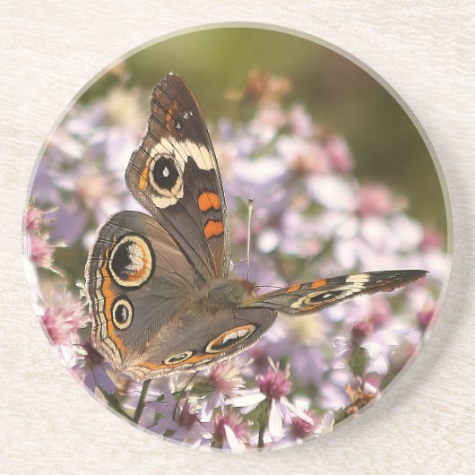 Common Buckeye on Pink Aster コースター (正面)