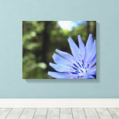 Common Chicory Canvas Print キャンバスプリント (インサイチュ (ウッドフロア))