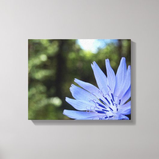 Common Chicory Canvas Print キャンバスプリント (正面)