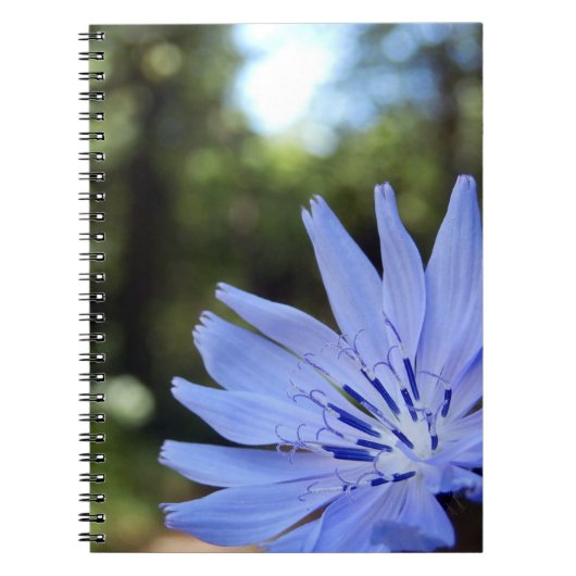 Common Chicory Spiralフォトノートブック ノートブック (正面)