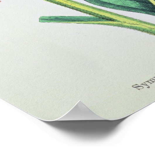 Common Comfrey、プレートMCXVI、c.1800 ポスター (角)