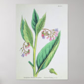 Common Comfrey、プレートMCXVI、c.1800 ポスター (正面)