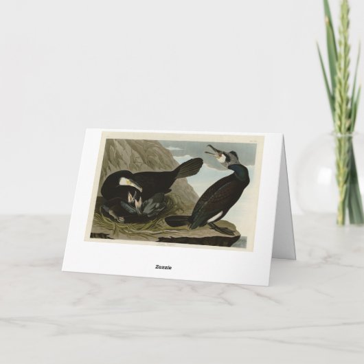 Common Cormorant - Audubon's Birds of America カード (裏面)