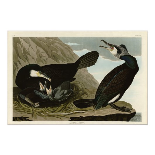 Common Cormorant - Audubon's Birds of America フォトプリント (正面)