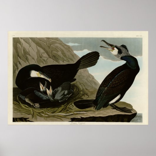 Common Cormorant - Audubon's Birds of America ポスター (正面)