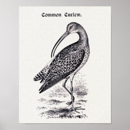 「Common Curlew」ヴィンテージイラストレーション ポスター
