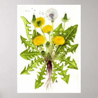 Common Dandelion -- Sue Abonyi ポスター