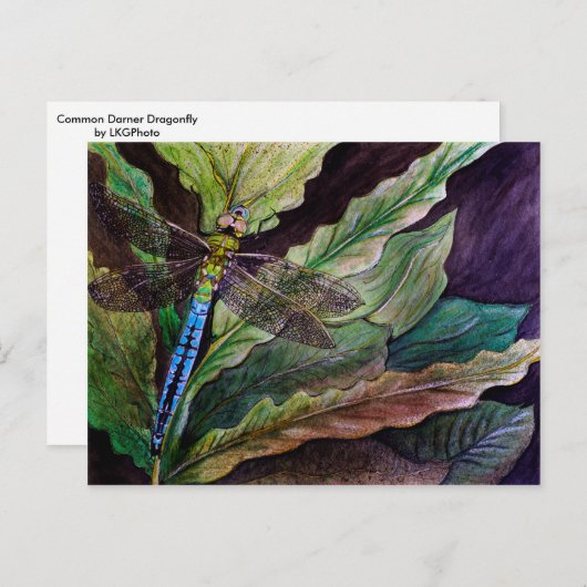 Common Darner Dragonflyはがき ポストカード (正面/裏面)