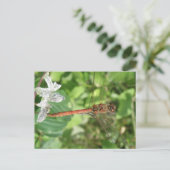 Common Darter Dragonflyはがき ポストカード (スタンド正面)