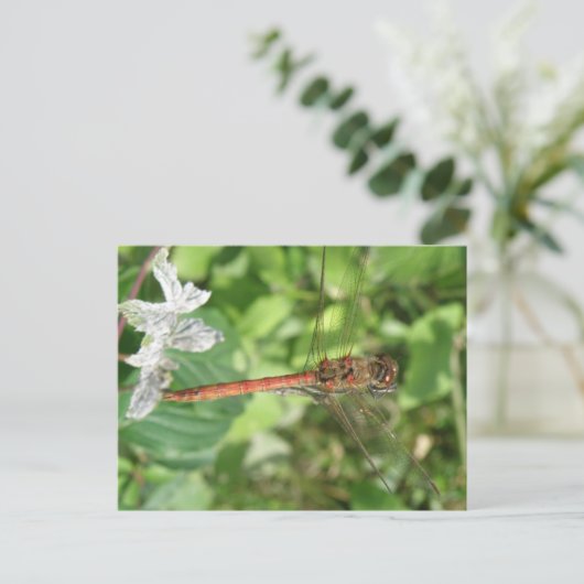 Common Darter Dragonflyはがき ポストカード (スタンド正面)