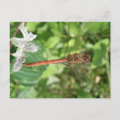 Common Darter Dragonflyはがき ポストカード (正面)