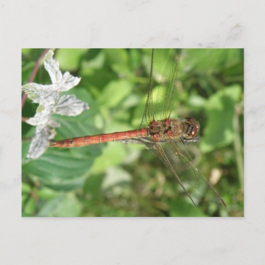 Common Darter Dragonflyはがき ポストカード (正面)
