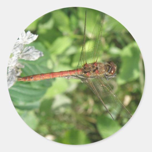 Common Darter Dragonflyステッカー ラウンドシール (正面)