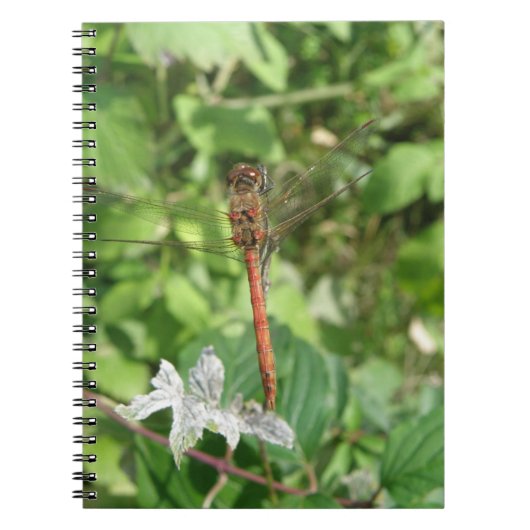 Common Darter Dragonflyノート ノートブック (正面)
