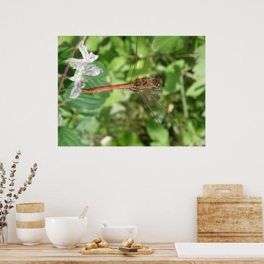 Common Darter Dragonflyポスター ポスター (キッチン)
