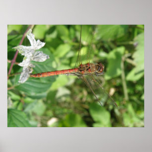 Common Darter Dragonflyポスター ポスター
