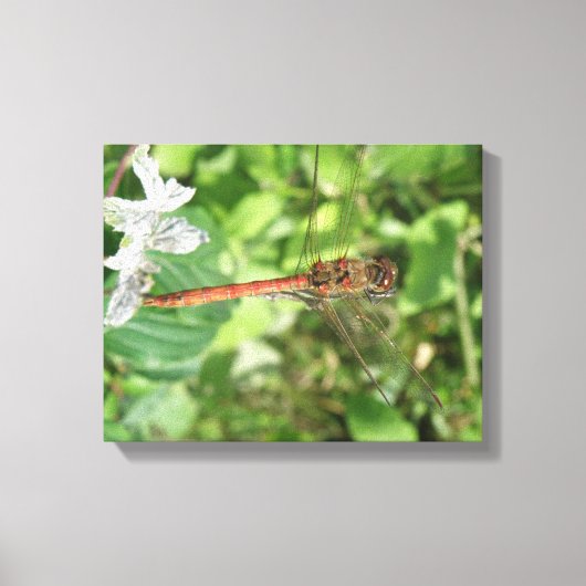 Common Darter Dragonfly Canvas Print キャンバスプリント (正面)