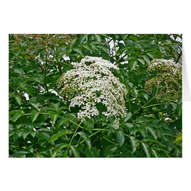 Common Elderberry (Sambucus canadensis)カード (正面横)
