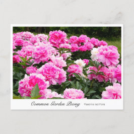 Common Garden Peony ポストカード