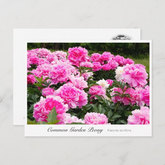 Common Garden Peony ポストカード (正面/裏面)