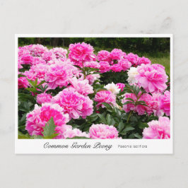 Common Garden Peony ポストカード