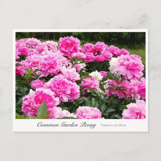 Common Garden Peony ポストカード (正面)