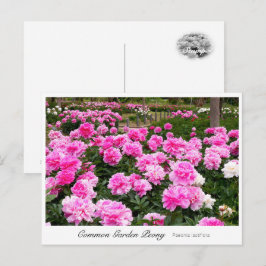 Common Garden Peony ポストカード