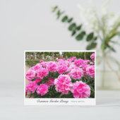 Common Garden Peony ポストカード (スタンド正面)