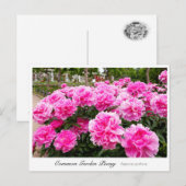 Common Garden Peony ポストカード (正面/裏面)