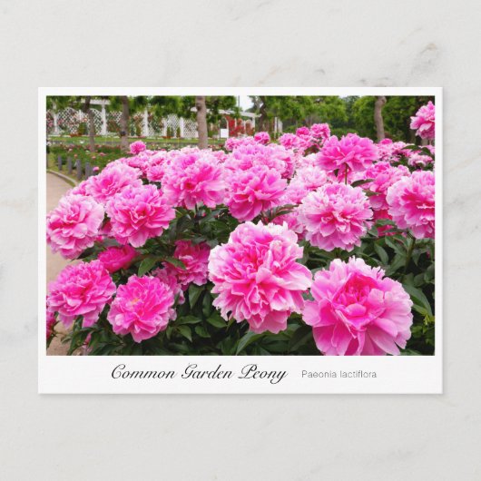 Common Garden Peony ポストカード (正面)