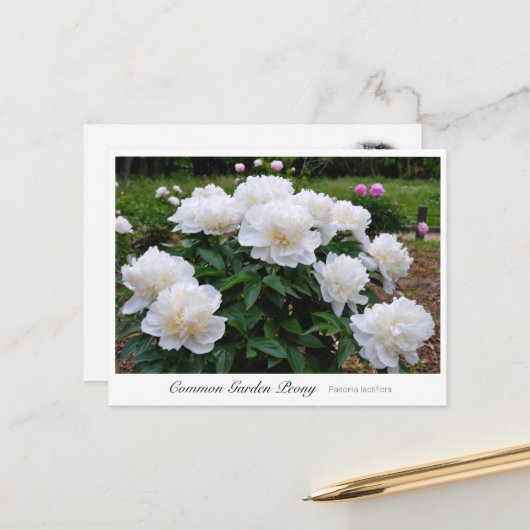 Common Garden Peony ポストカード (正面/裏面インサイチュ)
