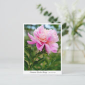 Common Garden Peony ポストカード (スタンド正面)