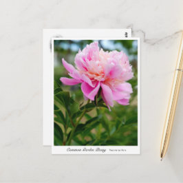 Common Garden Peony ポストカード