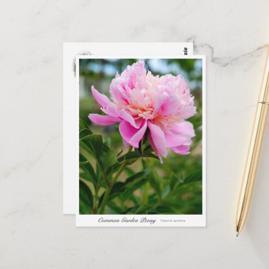Common Garden Peony ポストカード (正面/裏面インサイチュ)