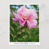 Common Garden Peony ポストカード (正面)
