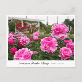 Common Garden Peony ポストカード