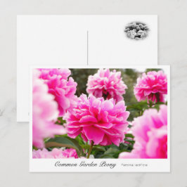 Common Garden Peony ポストカード
