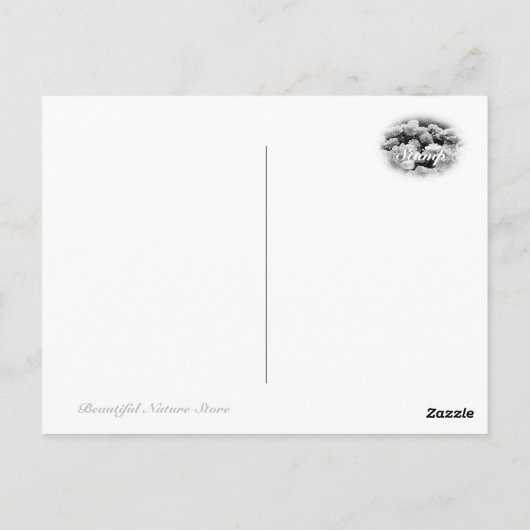 Common Garden Peony ポストカード (裏面)