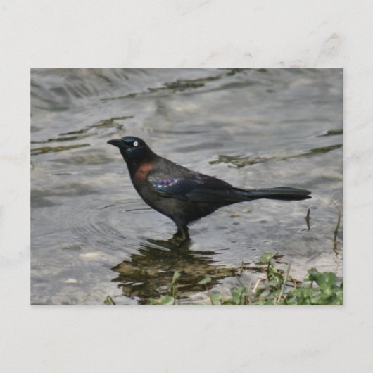 Common Grackle Bird Photoはがき ポストカード (正面)