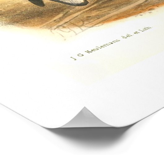 Common Heron ポスター (角)