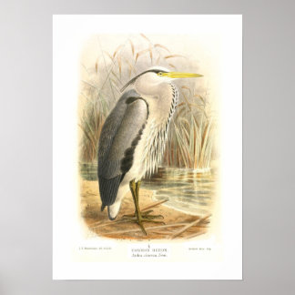 Common Heron ポスター