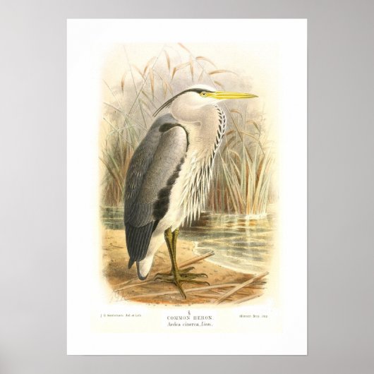 Common Heron ポスター (正面)