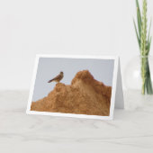 Common Kestrel Bird、Falco Tinnunculusカード カード (正面)